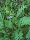 Vicia sepium