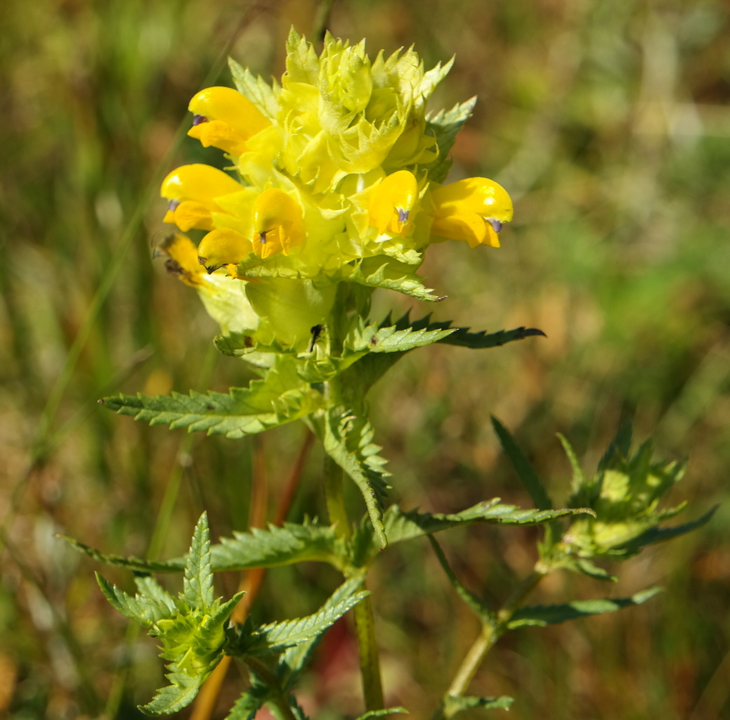 Изображение особи Rhinanthus vernalis.