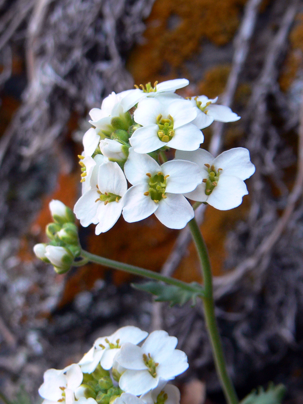 Image of Schivereckia podolica specimen.