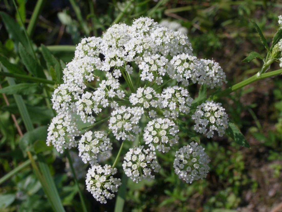 Image of Sium latifolium specimen.