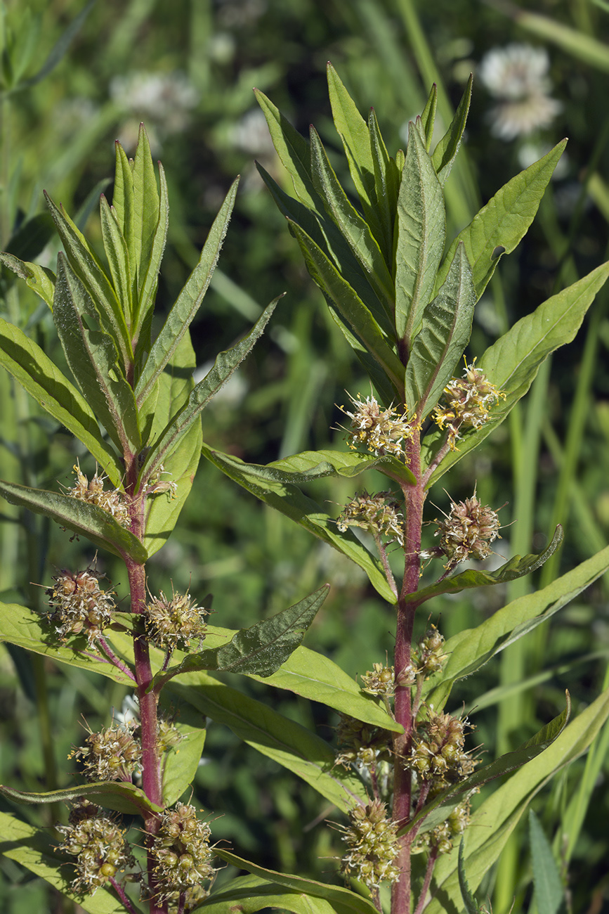 Изображение особи Naumburgia thyrsiflora.