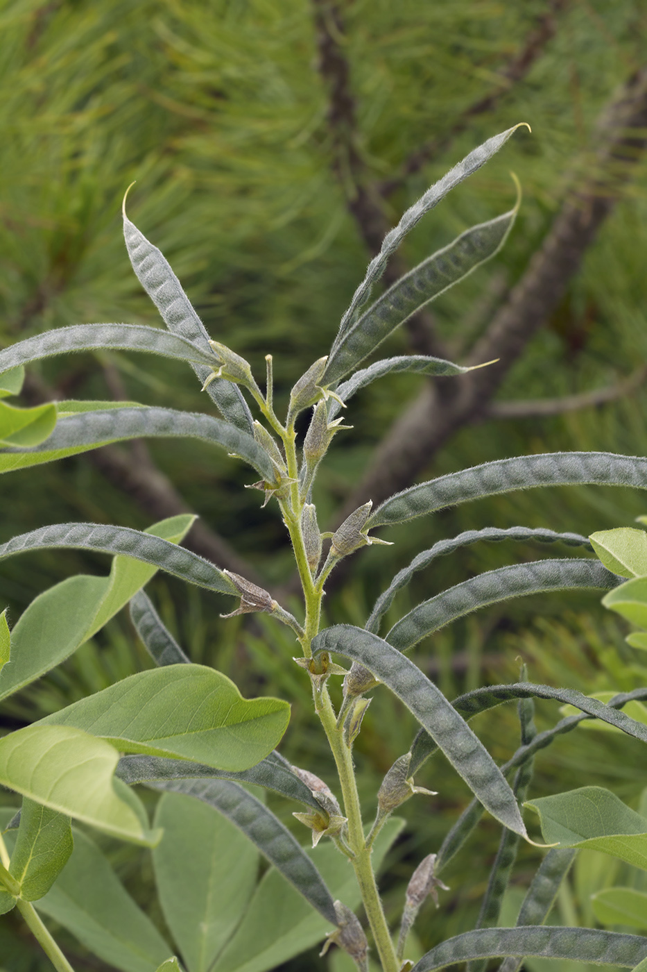 Image of Thermopsis lupinoides specimen.