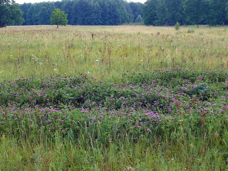 Image of Trifolium medium specimen.