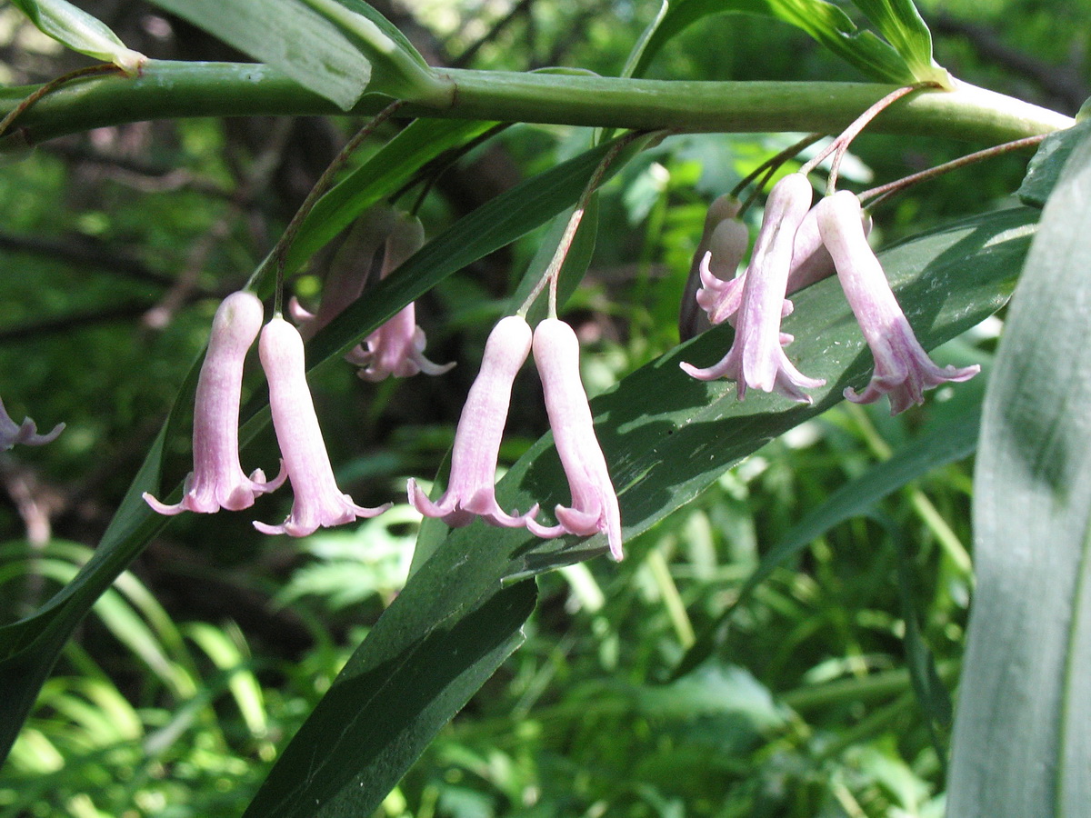 Изображение особи Polygonatum roseum.