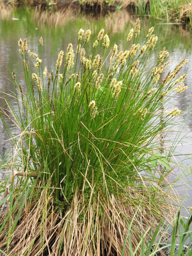 Image of Carex paniculata specimen.