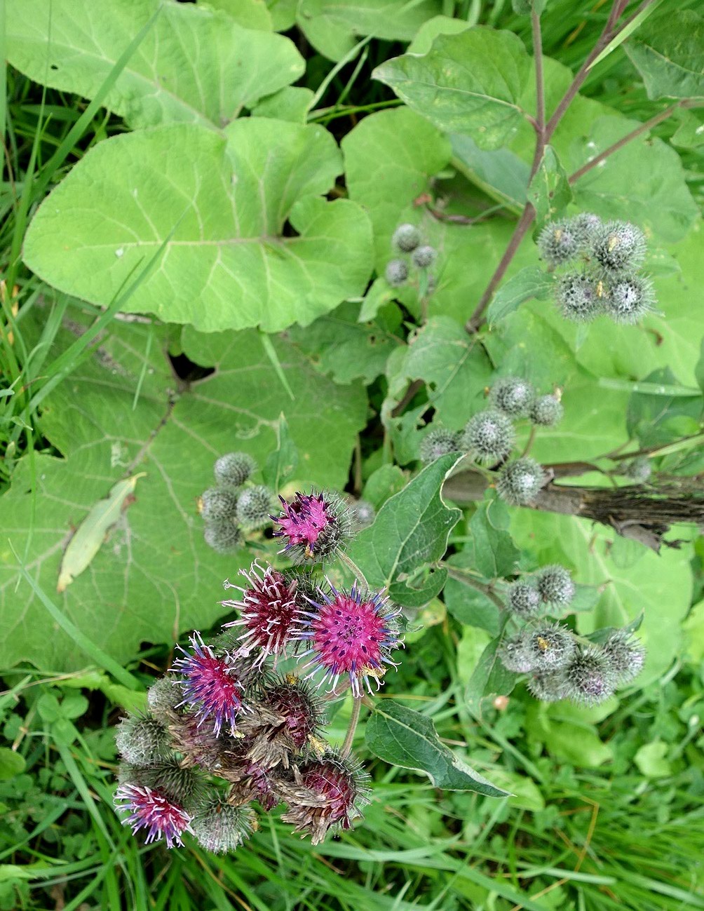 Image of Arctium tomentosum specimen.