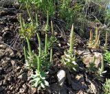 Orostachys malacophylla