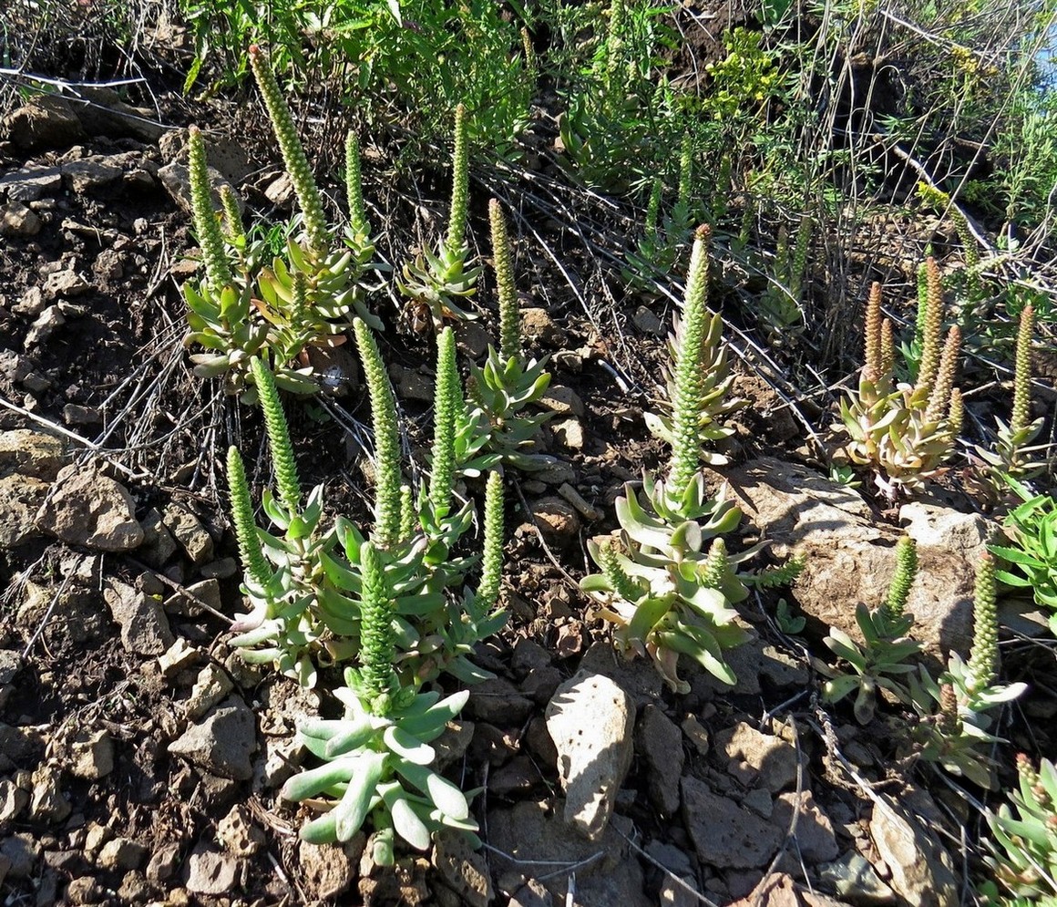 Изображение особи Orostachys malacophylla.