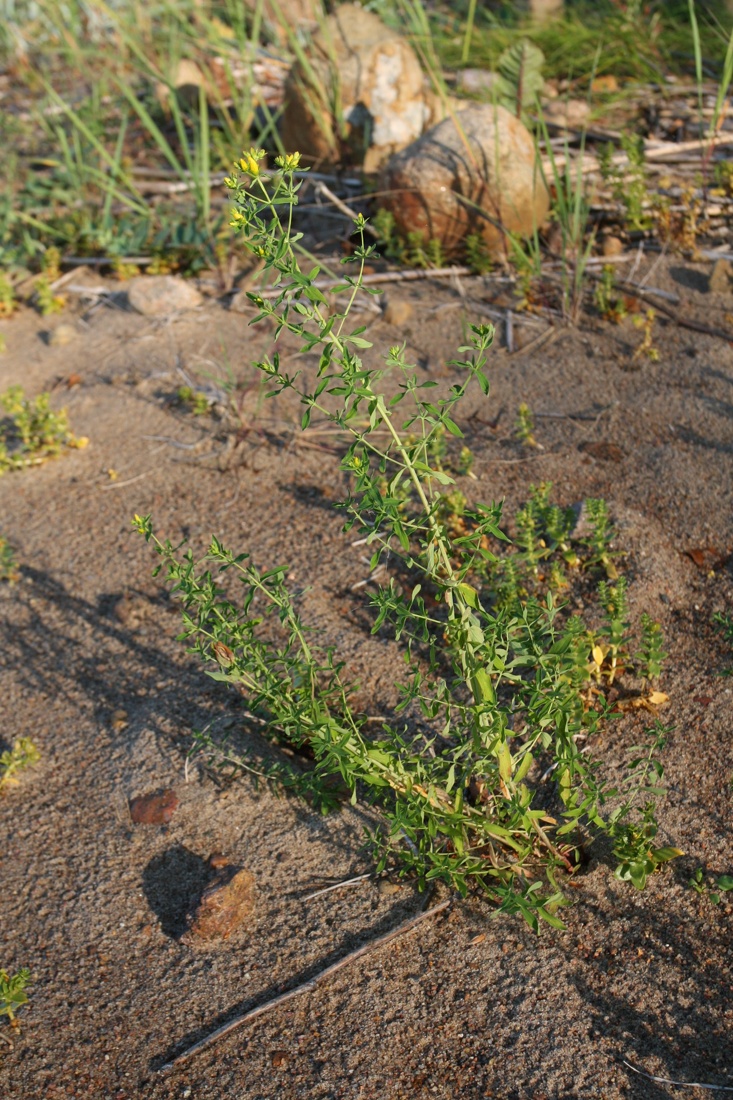 Image of Hypericum perforatum specimen.