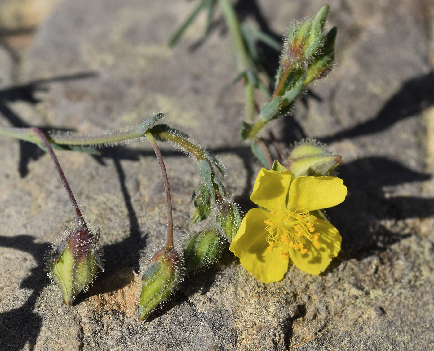 Image of Fumana laevipes specimen.