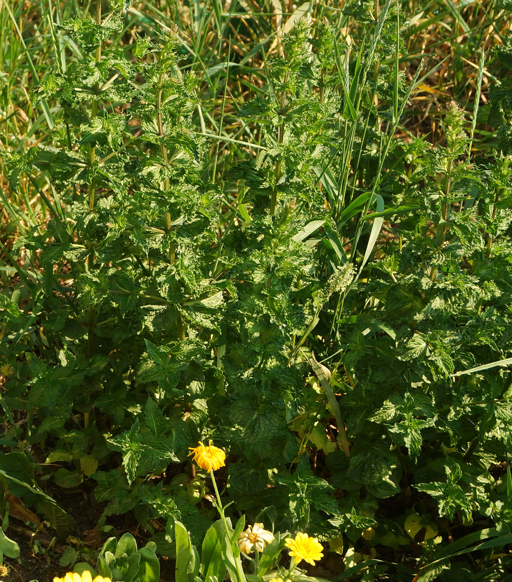 Image of Mentha spicata specimen.