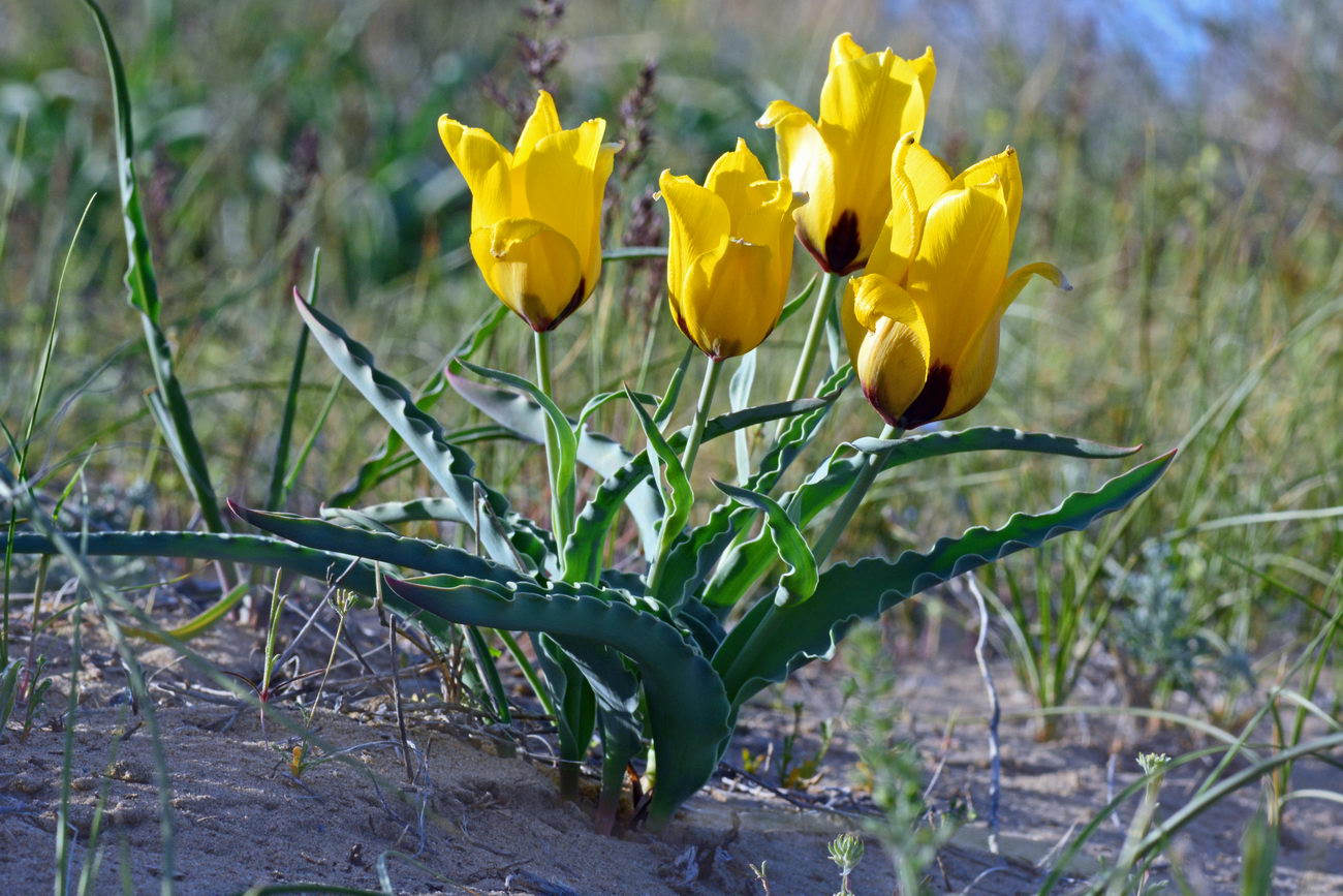 Изображение особи Tulipa borszczowii.