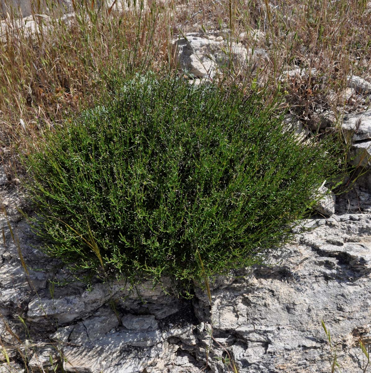 Изображение особи Asperula cypria.