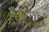 genus Thymus. Ветви цветущего растения. Казахстан, Восточно-Казахстанская обл., Зыряновский р-н, окр. пос. Новая Бухтарма, правый берег Бухтарминского вдхр., каменистая вершина сопки. 15.06.2019.