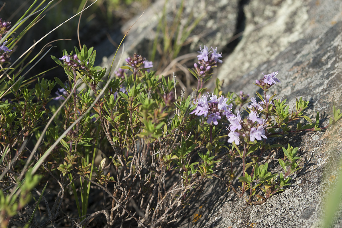 Изображение особи род Thymus.