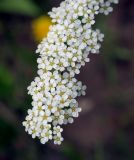 Spiraea &times; cinerea