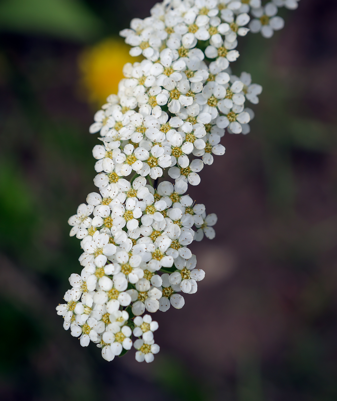 Image of Spiraea &times; cinerea specimen.