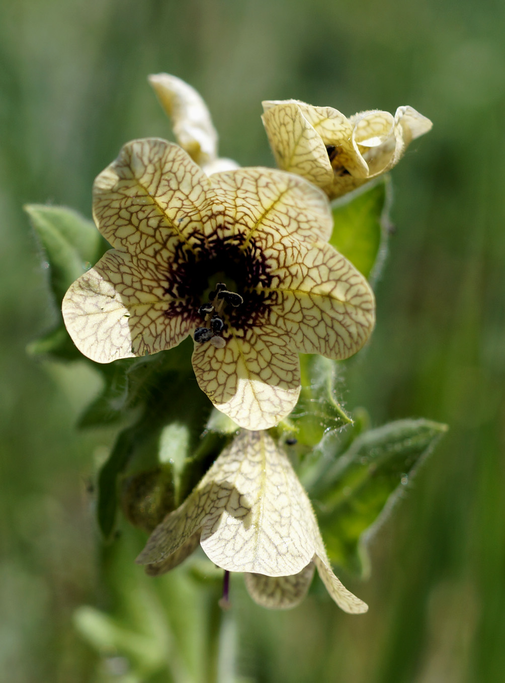 Изображение особи Hyoscyamus niger.