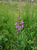 Chamaenerion angustifolium. Верхушка зацветающего растения. Хабаровский край, окр. пгт Ванино, р-н ост. \"Пожарка\", поляна на краю леса. 18.07.2019.