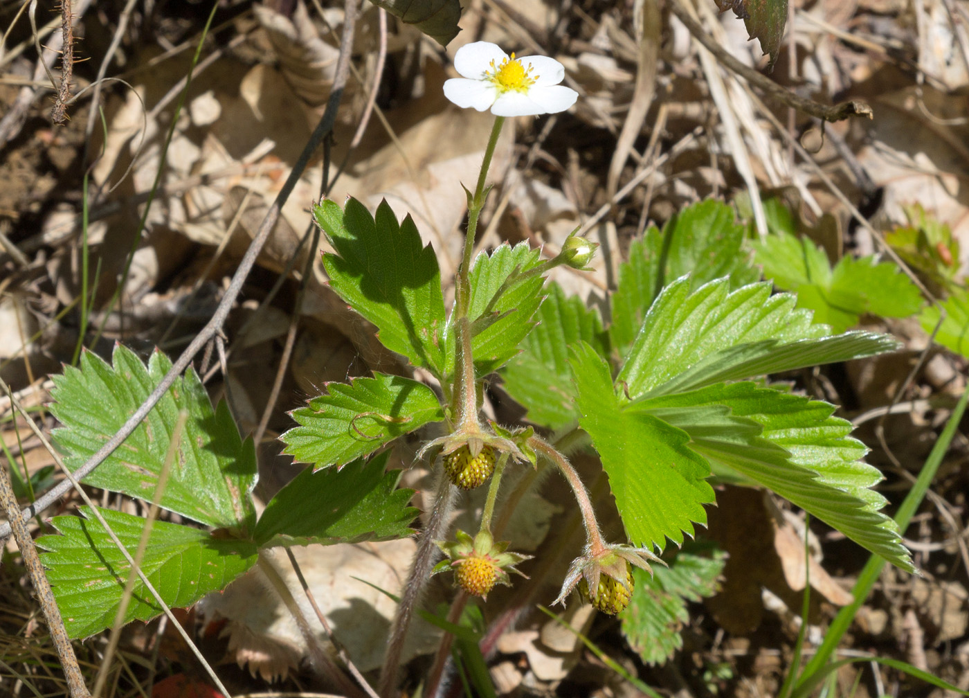 Изображение особи Fragaria vesca.