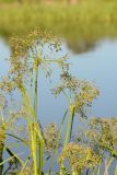 Scirpus radicans