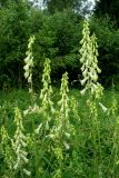 Aconitum lasiostomum