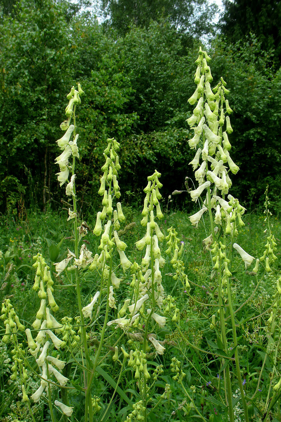 Изображение особи Aconitum lasiostomum.