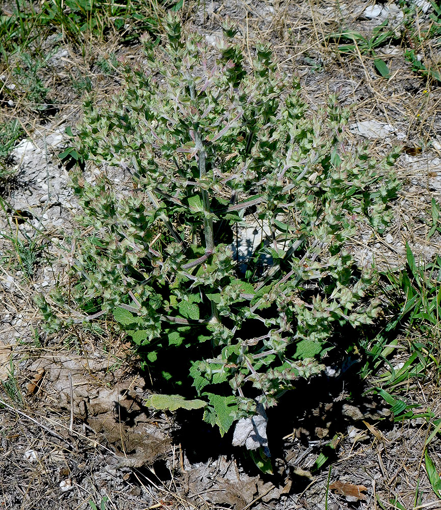 Image of Salvia aethiopis specimen.