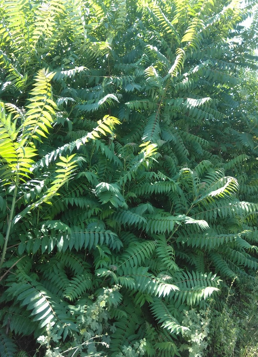 Изображение особи Ailanthus altissima.