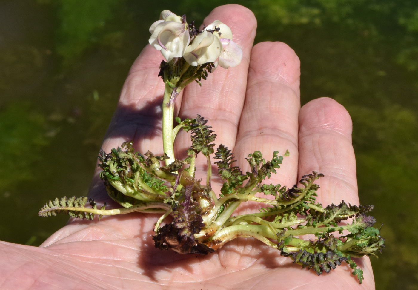 Image of Pedicularis rhinanthoides specimen.