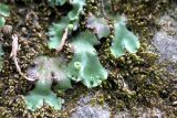 Marchantia polymorpha