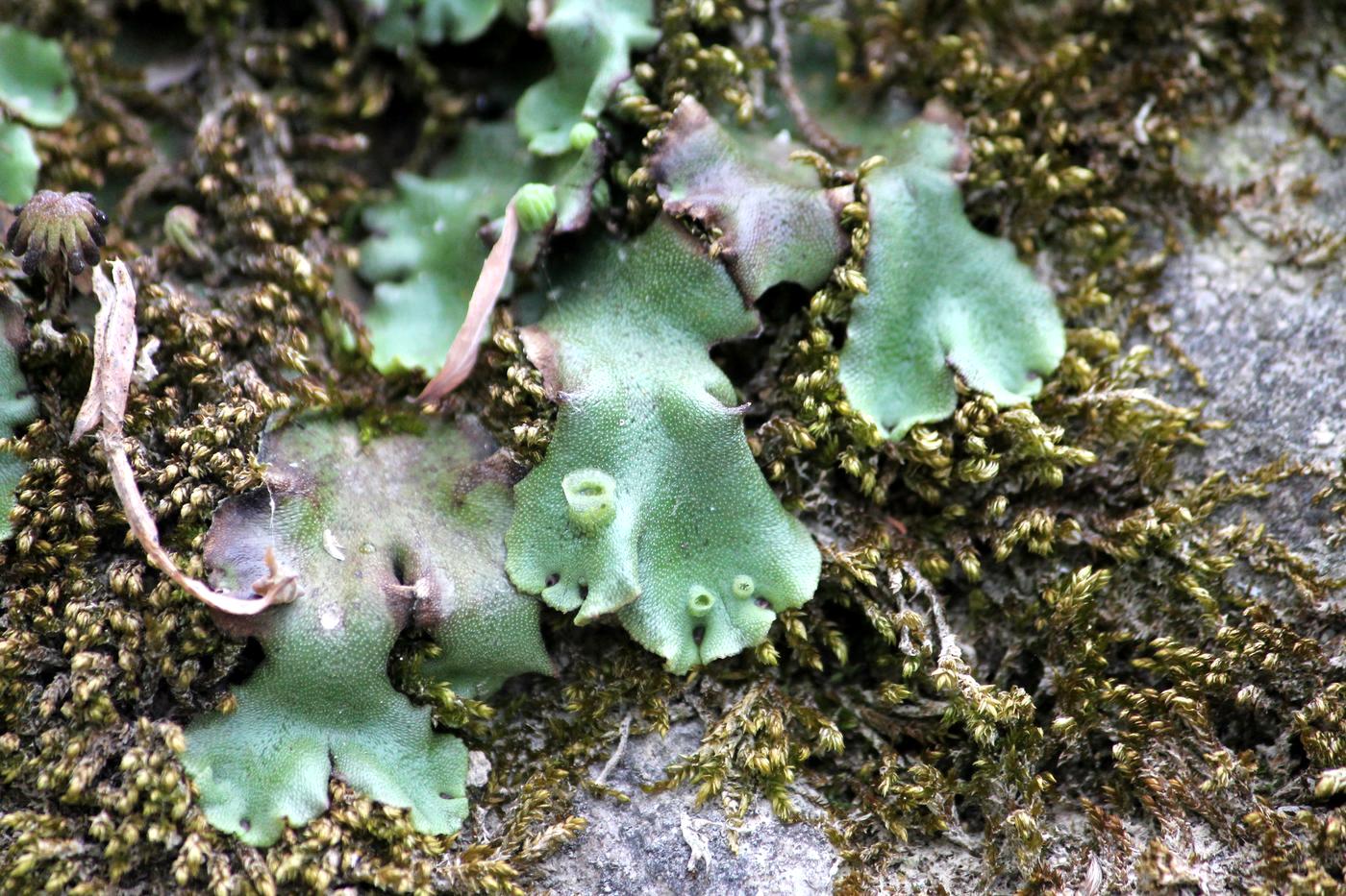 Изображение особи Marchantia polymorpha.