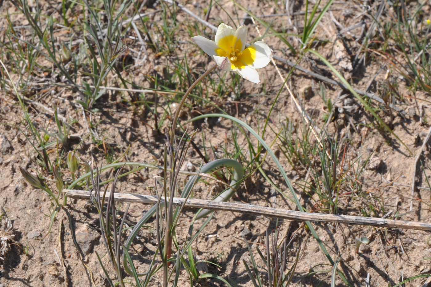 Image of Tulipa buhseana specimen.
