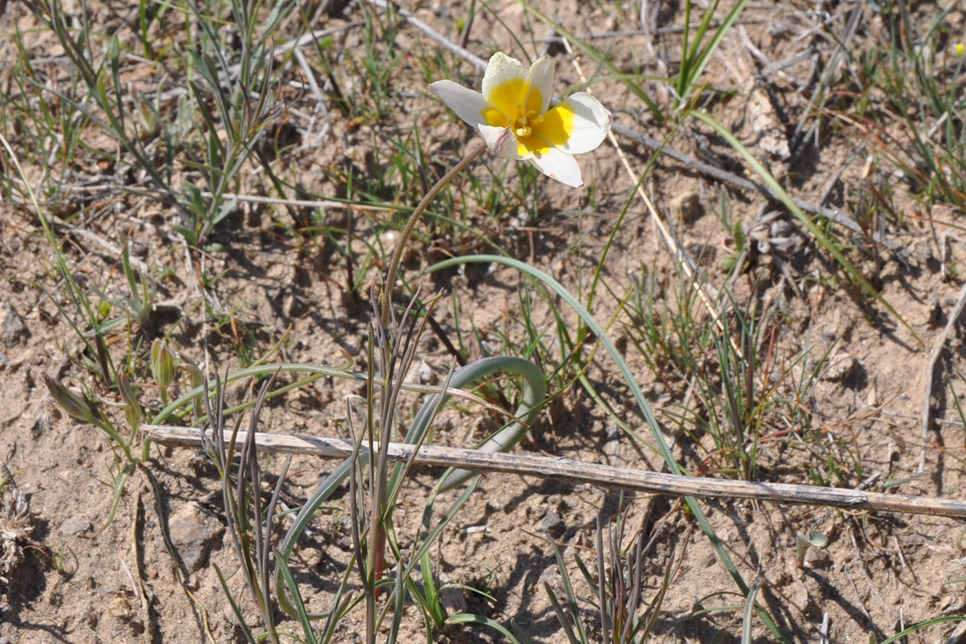 Изображение особи Tulipa buhseana.