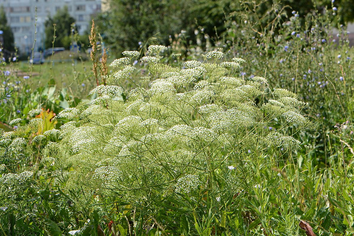 Изображение особи Falcaria vulgaris.