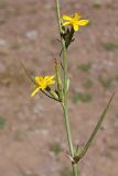 Scorzonera turkestanica