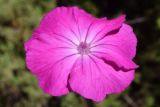 Lychnis coronaria