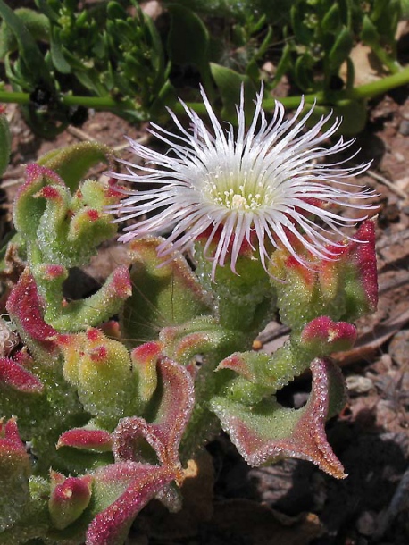 Image of Mesembryanthemum crystallinum specimen.