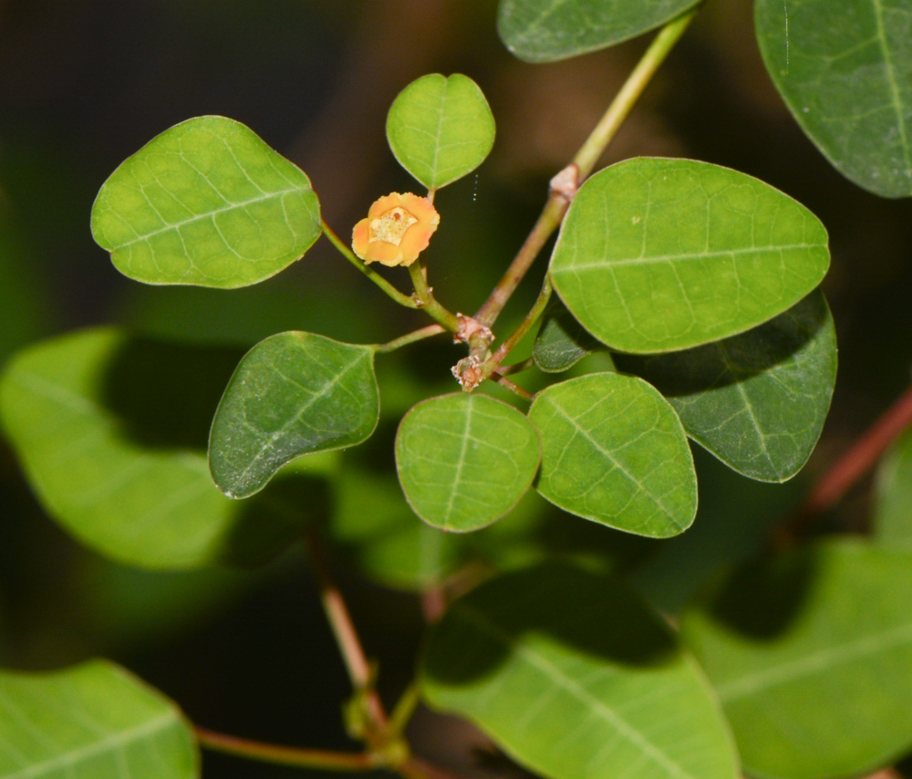 Image of Euphorbia schlechtendalii specimen.