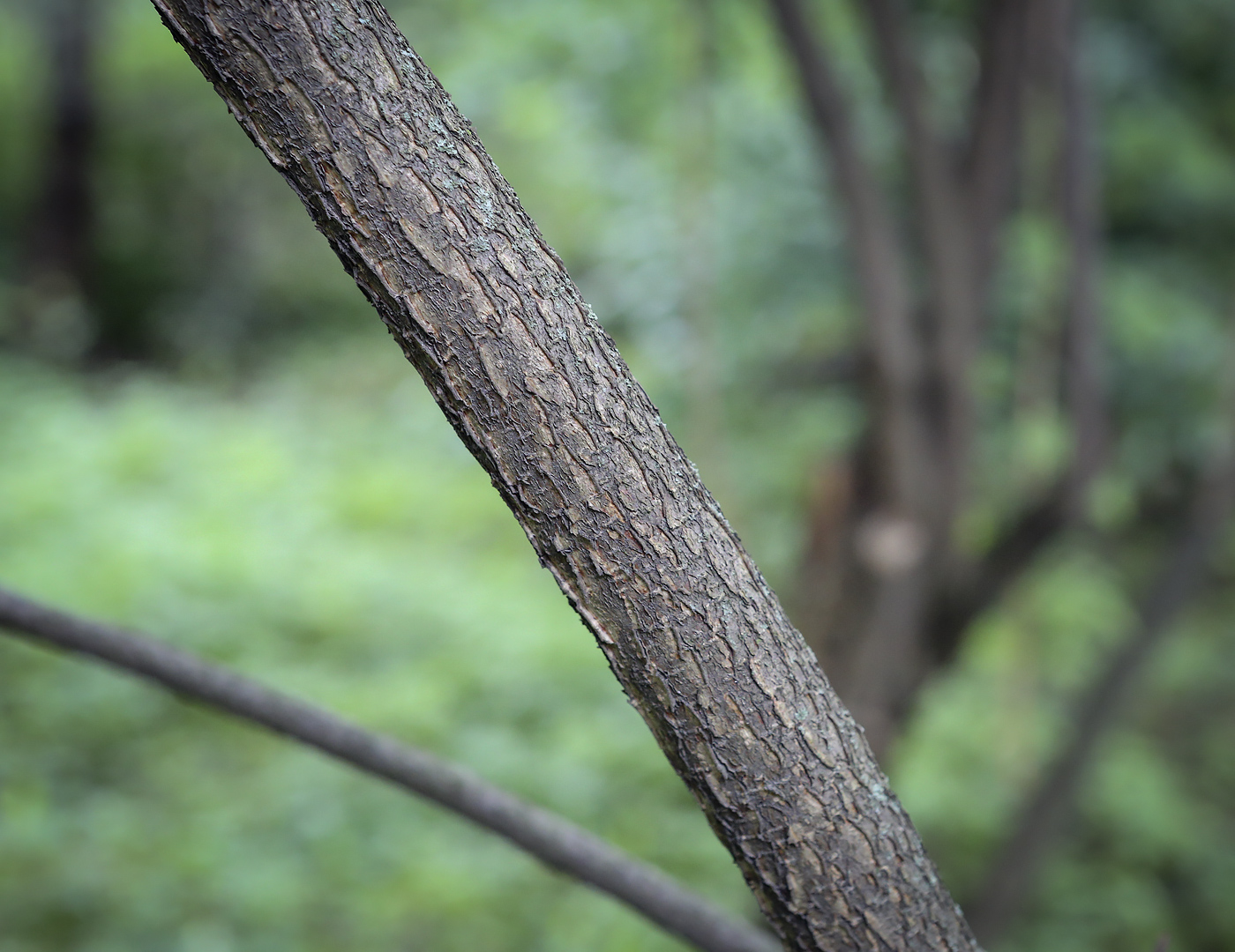 Image of Ptelea trifoliata specimen.