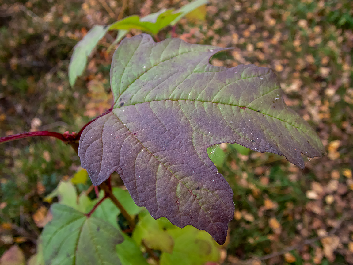 Image of Viburnum opulus specimen.