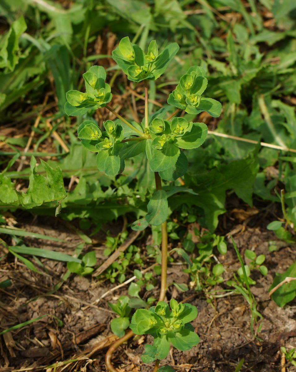 Изображение особи Euphorbia helioscopia.