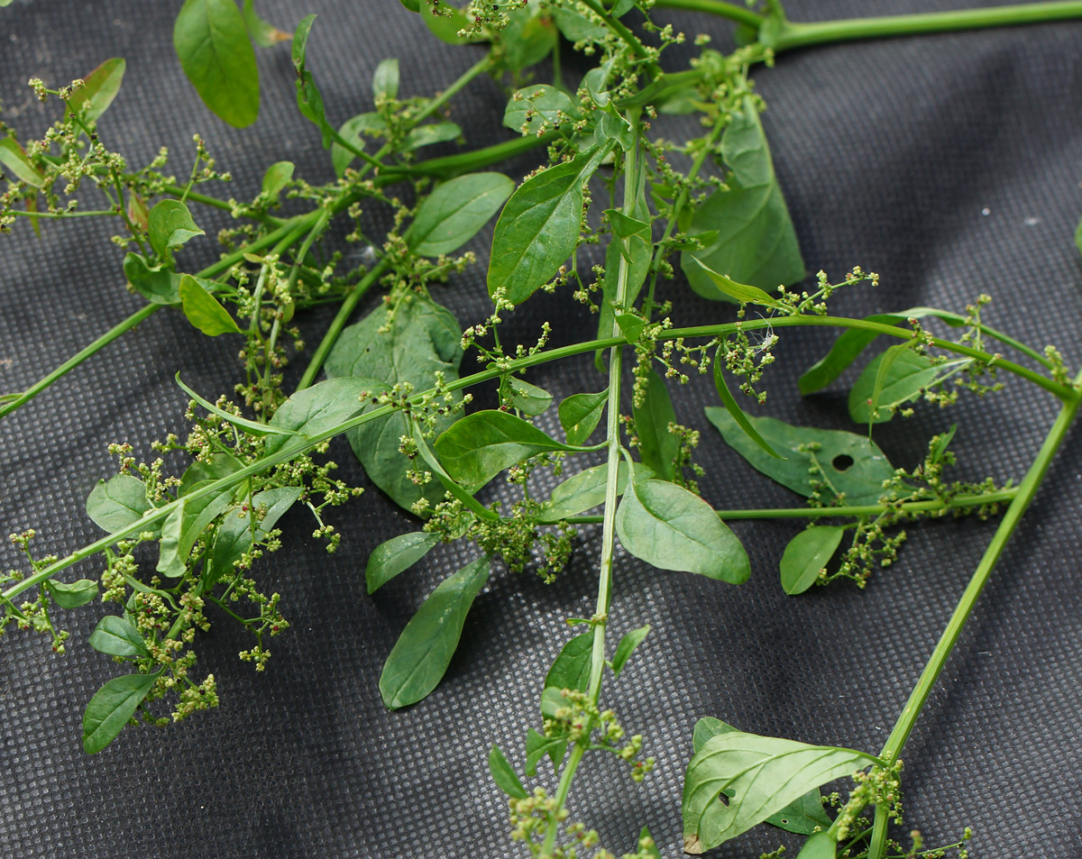 Image of Lipandra polysperma specimen.