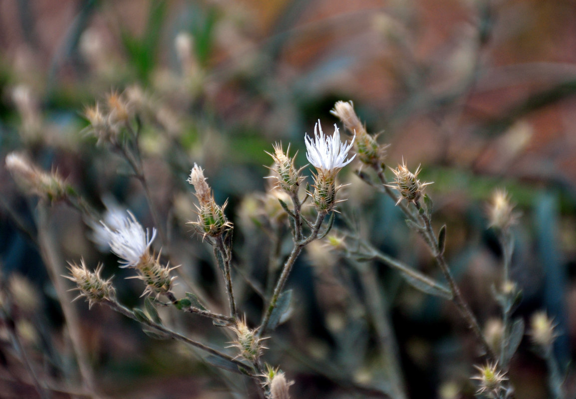 Image of Centaurea diffusa specimen.
