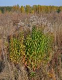 Solidago canadensis. Плодоносящие растения. Московская обл., окр. г. Железнодорожный, долина р. Чёрная, залежь. 11.10.2020.