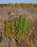 Solidago canadensis