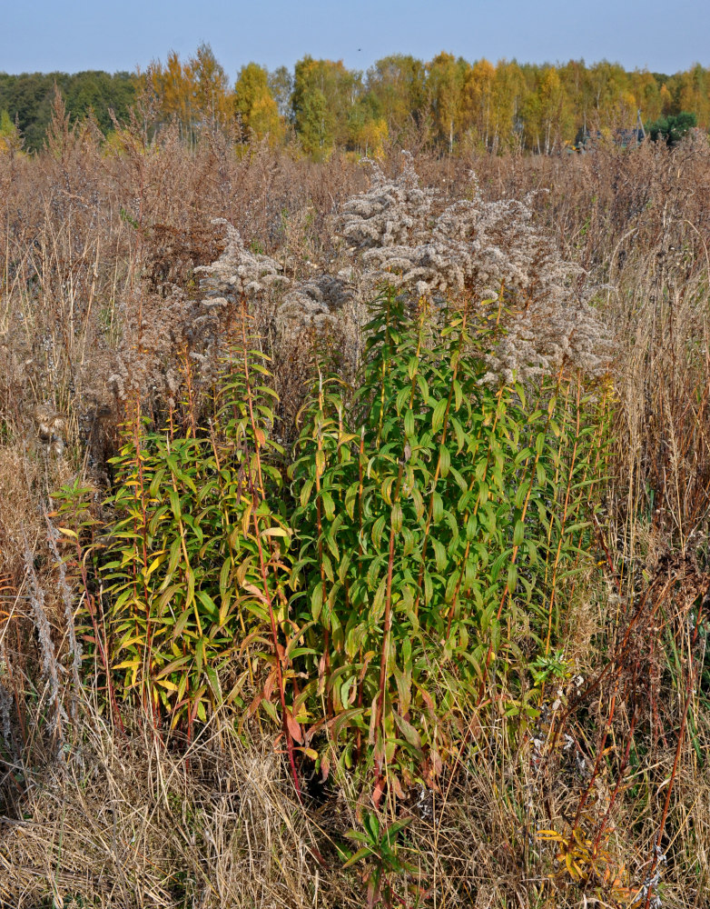 Изображение особи Solidago canadensis.