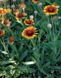 Gaillardia × grandiflora