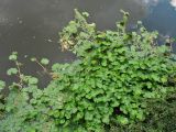 Hydrocotyle ranunculoides