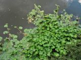 Hydrocotyle ranunculoides. Растения на поверхности воды. Нидерланды, провинция Гронинген, Гронинген, городской канал. 5 сентября 2010 г.
